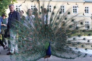 Paw rozpraszający uwagę objazdowiczów w ogrodzie Pałacu Czartoryskich w Puławach