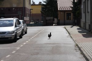 Przysuska kura