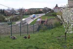 Ptactwo hodowlane otoczone murem szydłowskim